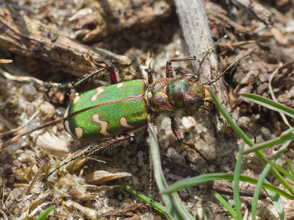 Cicindela soluta Dejean, 1822